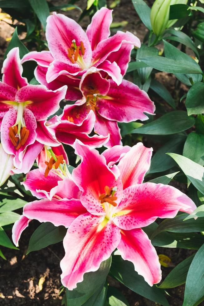 Beautiful pink lily flower in botanic garden floral decoration photo