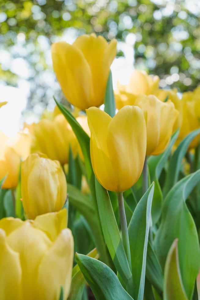 Beautiful yellow tulips in a floral garden . select focus photo