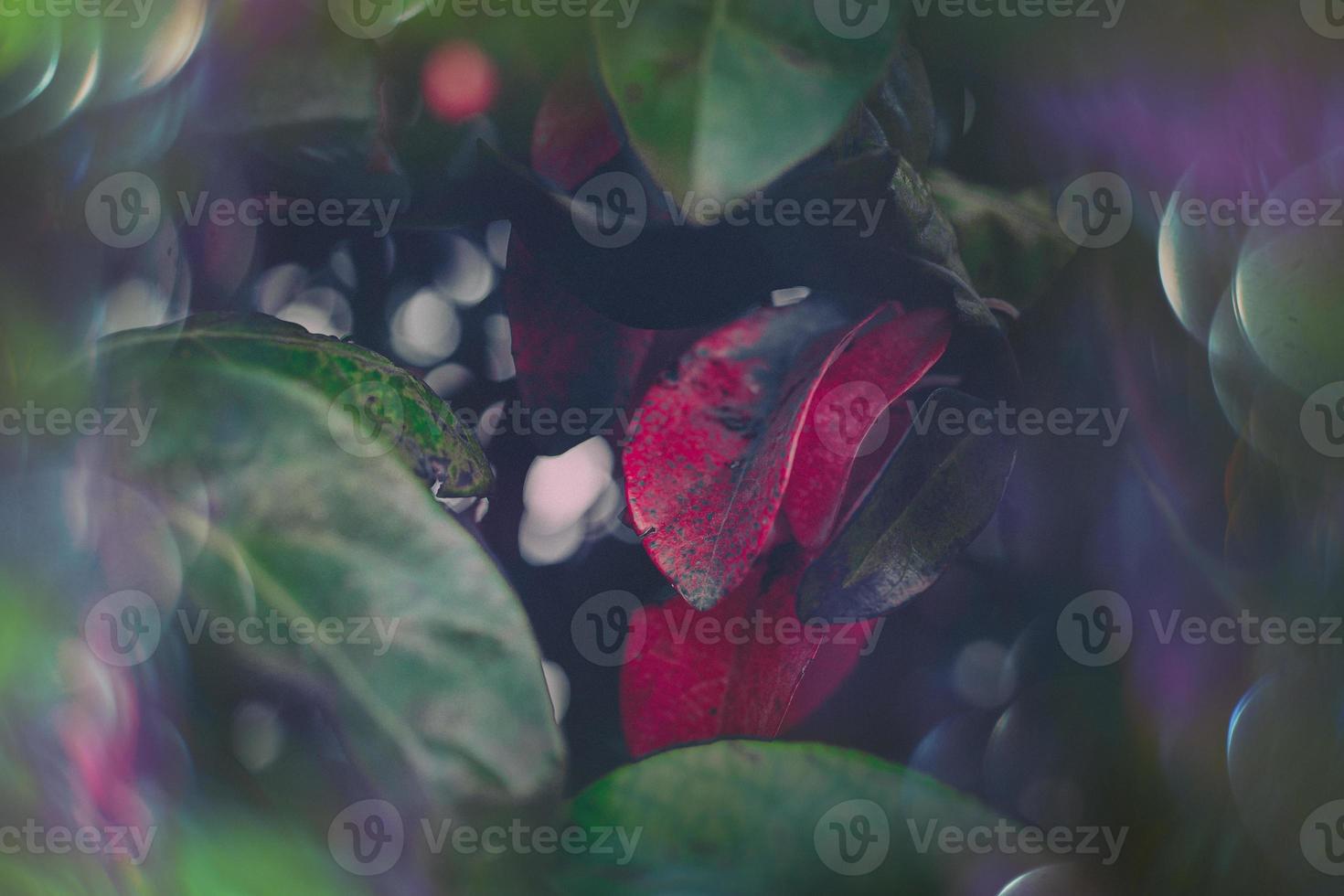 magical autumn green and red leaves with bokeh in close-up photo