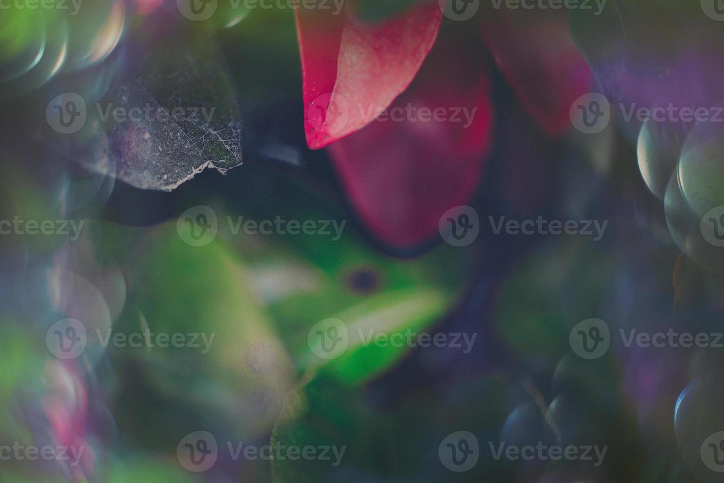 magical autumn green and red leaves with bokeh in close-up photo