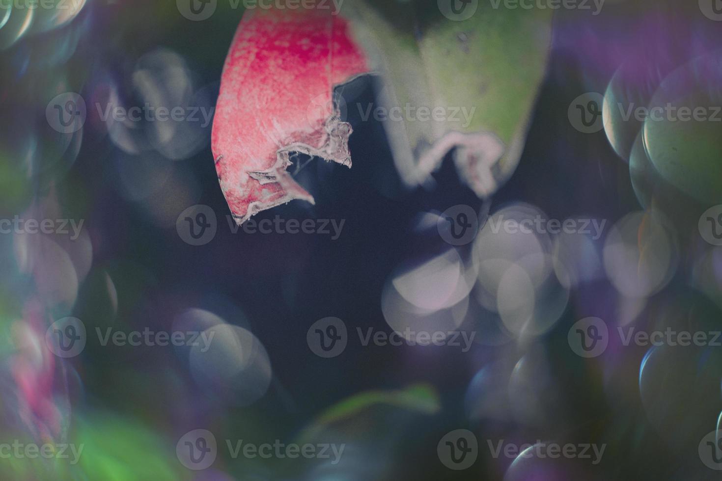 magical autumn green and red leaves with bokeh in close-up photo