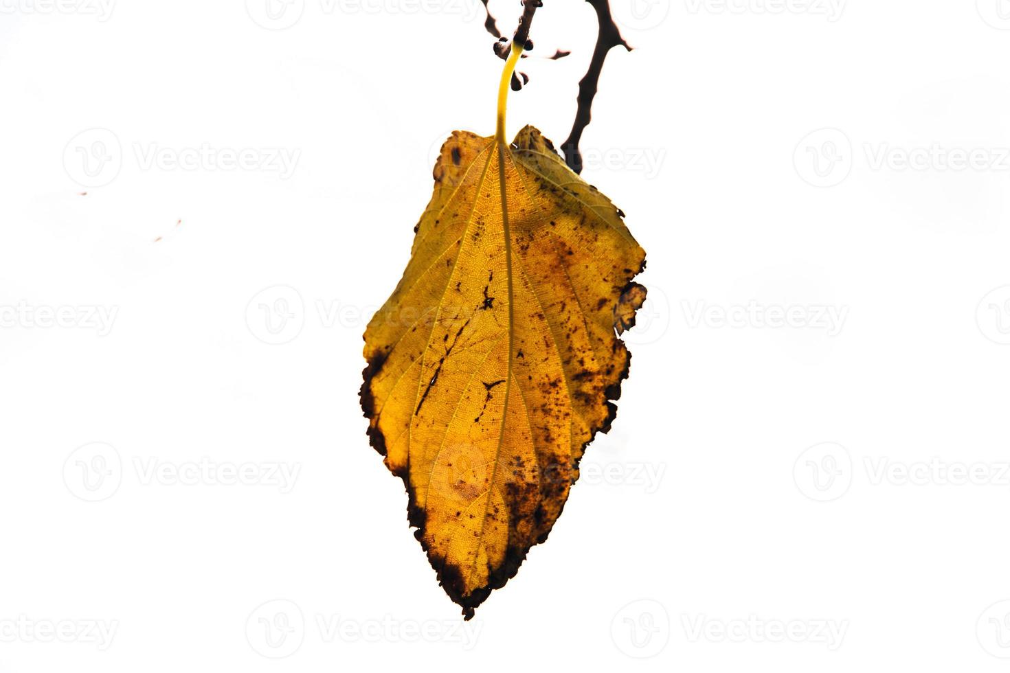 autumn golden leaves on a tree on a light background photo