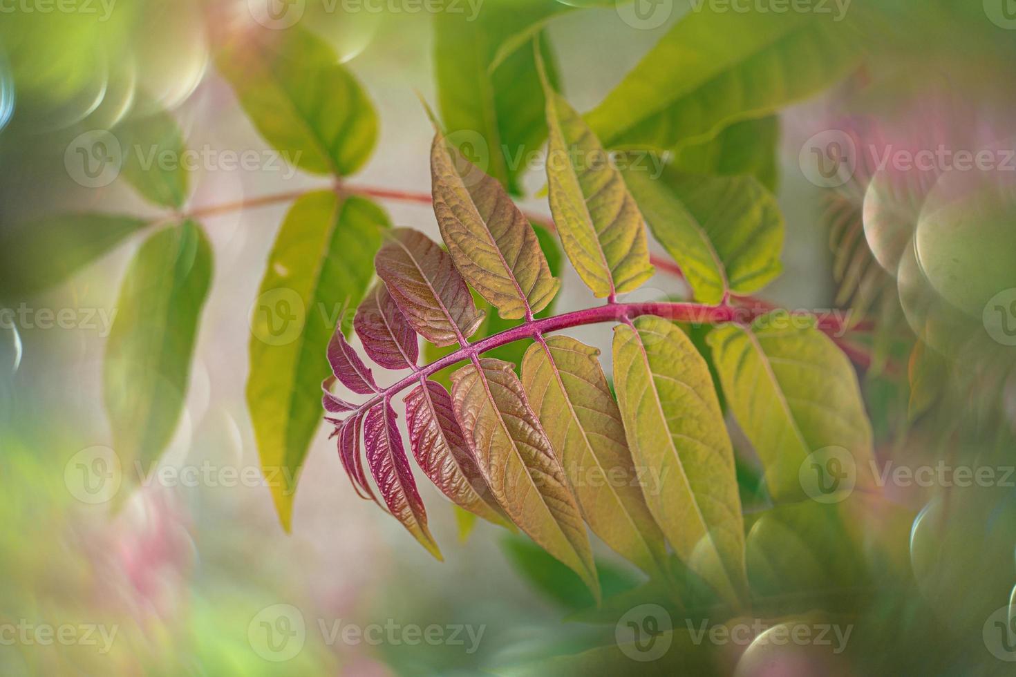 red autumnal leaves of a tree close-up on a warm day in a natural environment photo