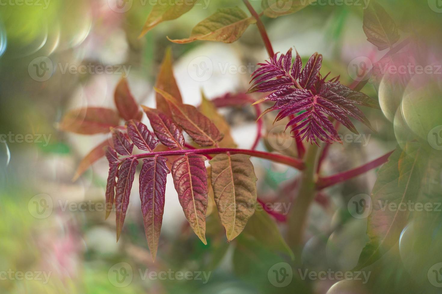 rojo otoñal hojas de un árbol de cerca en un calentar día en un natural ambiente foto
