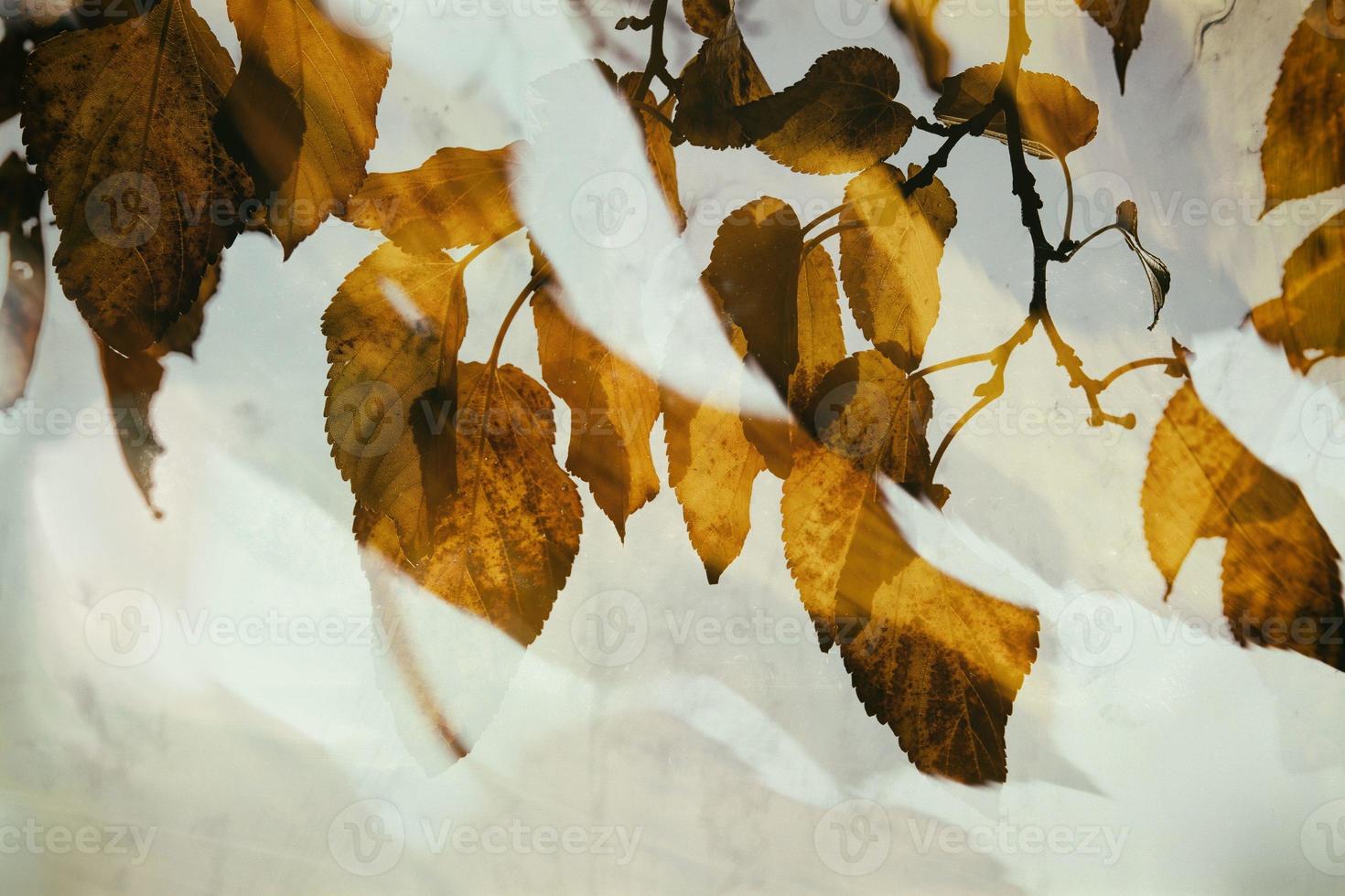 autumn golden leaves on a tree on a light background photo