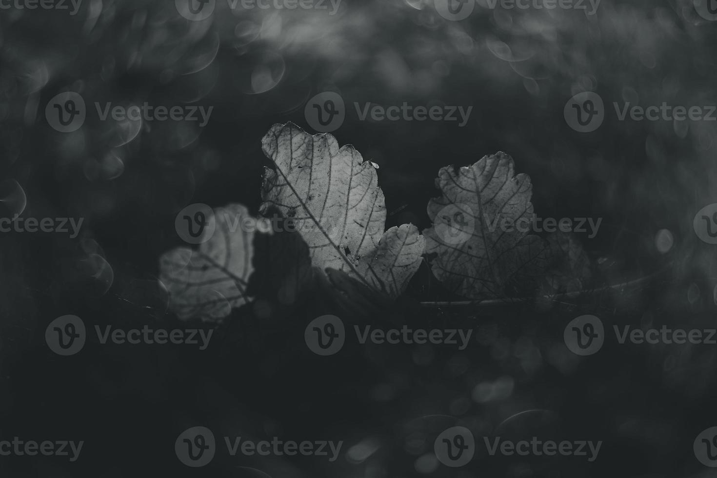 autumn golden leaves on the grass under warm autumn sun with bokeh photo