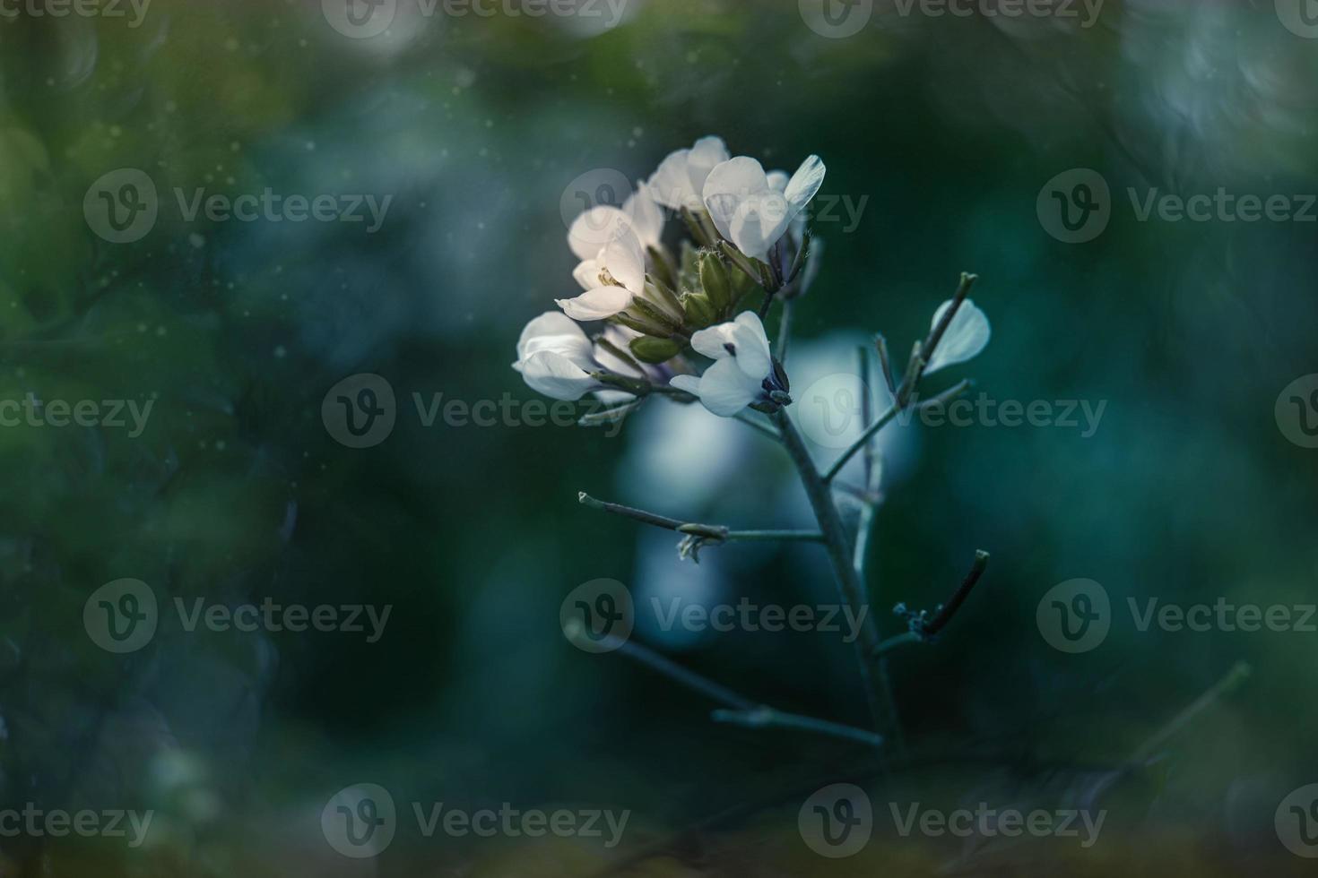 little delicate autumn flowers in the garden on a background with bokeh photo