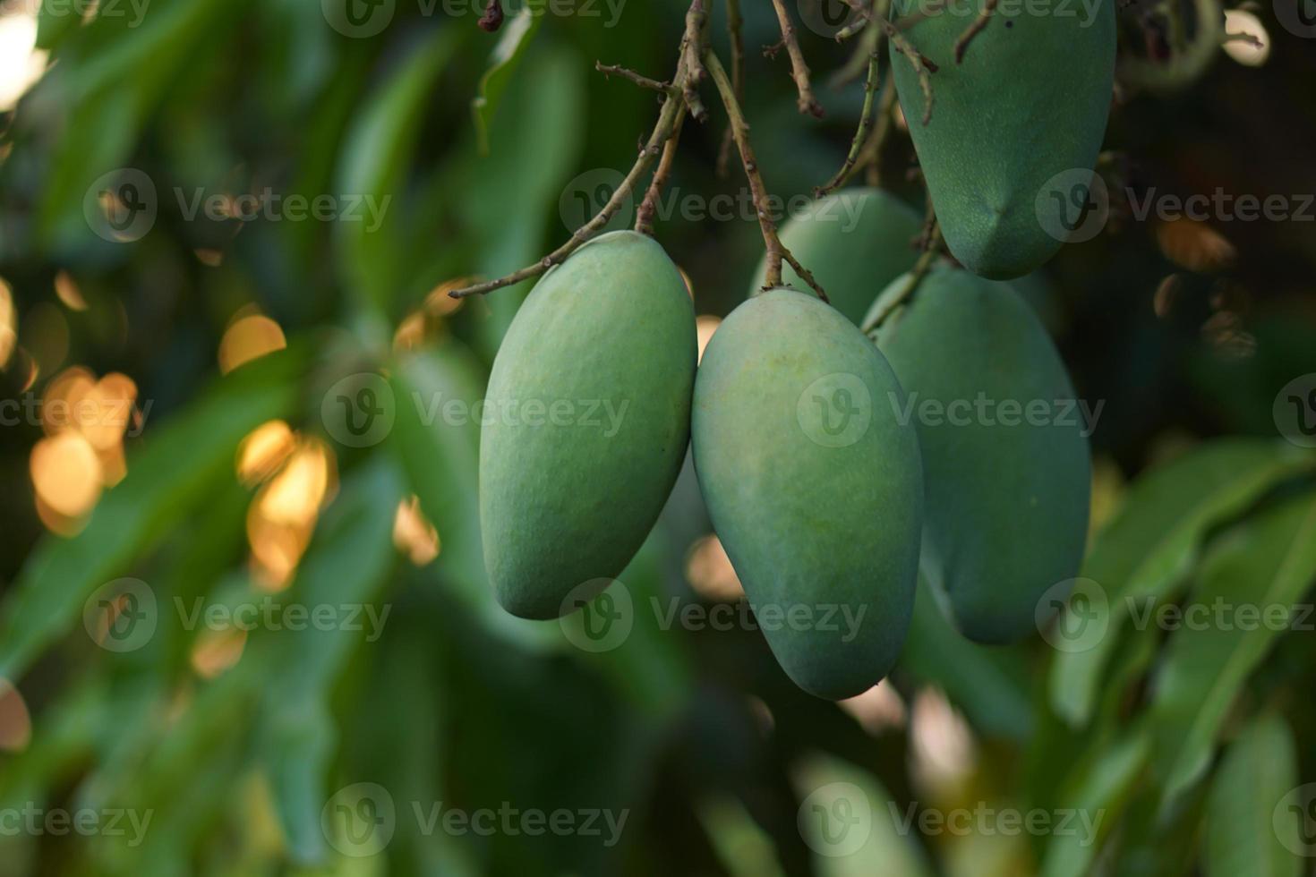 Mangoes on the tree in the garden photo