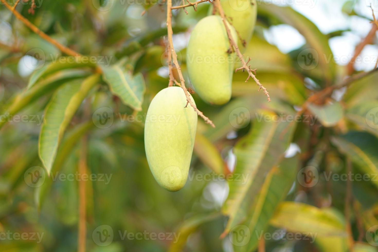 Mangoes on the tree in the garden photo