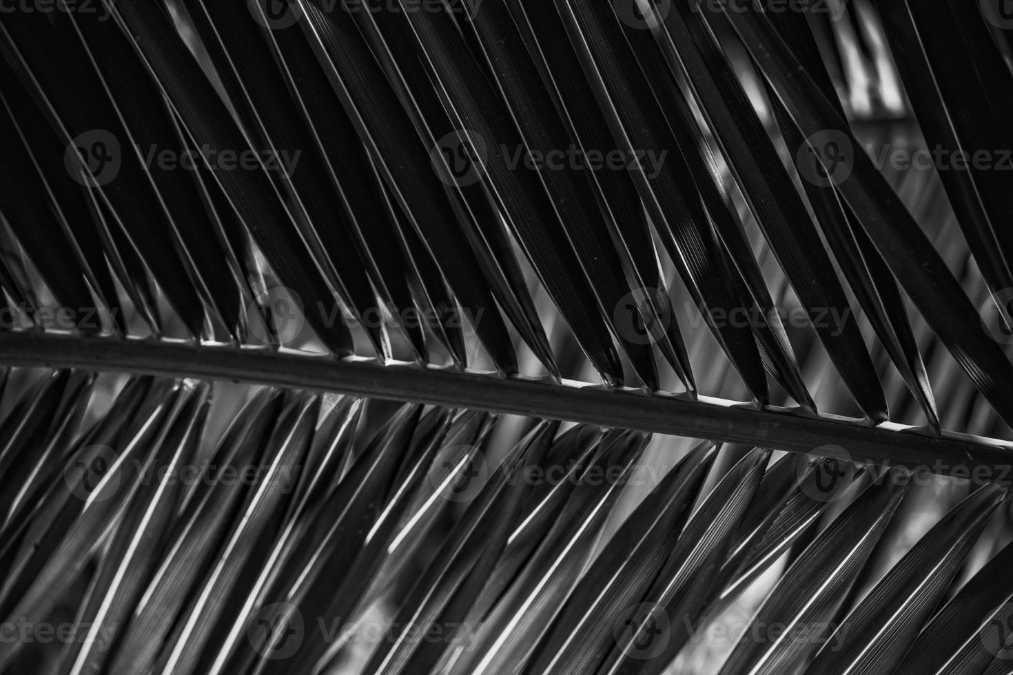 green background with palm leaves in close-up in a natural environment lit by tropical sun photo