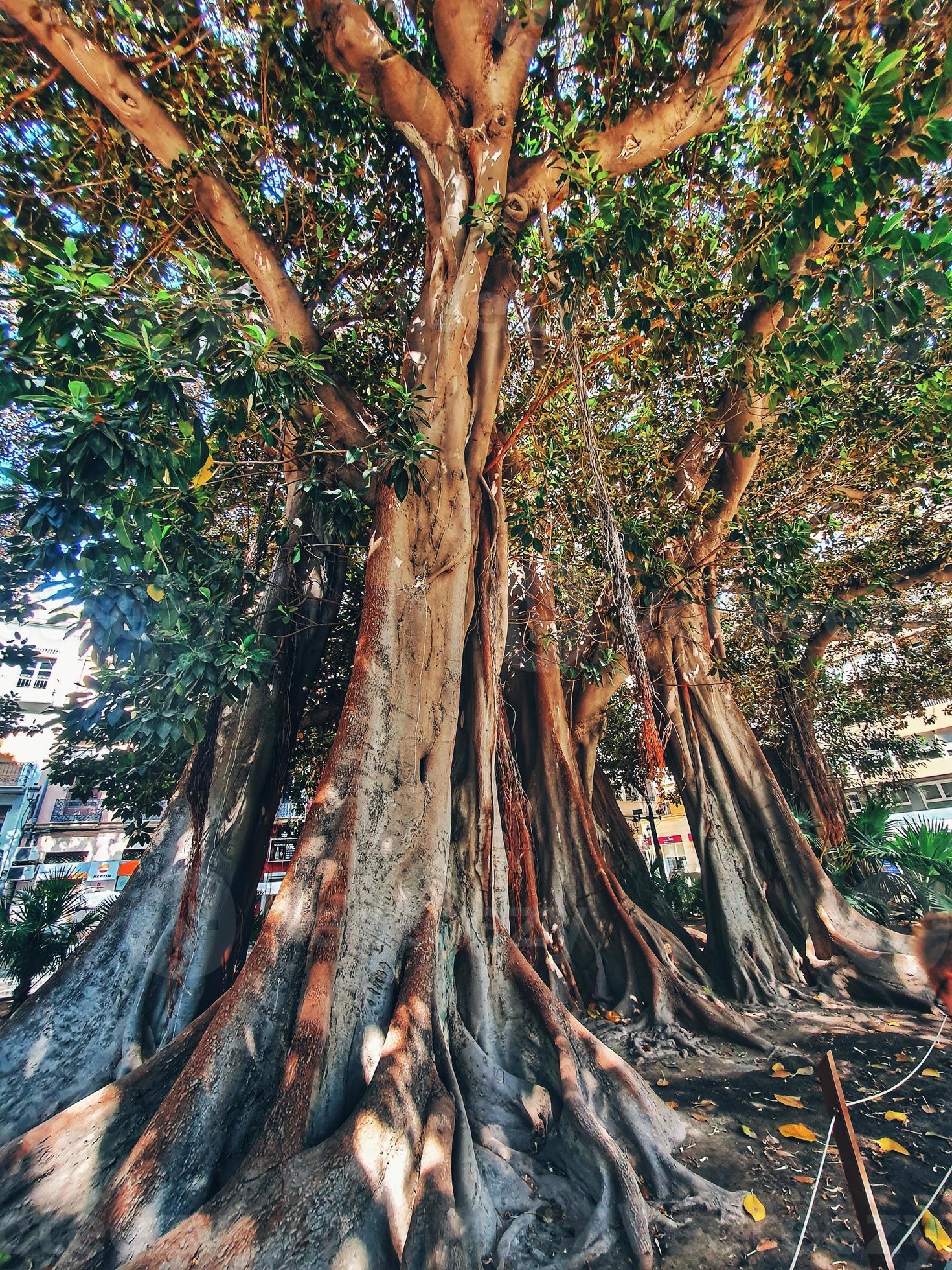 big old ficus tree in alicante spain 22557858 Stock Photo at Vecteezy