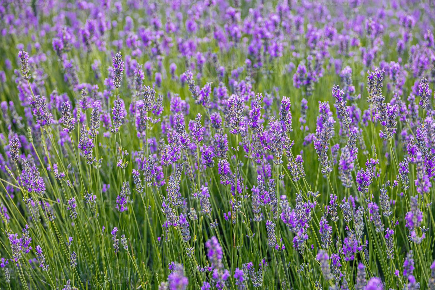 púrpura lavanda flor creciente en un calentar verde verano jardín en el rayos de el Dom foto