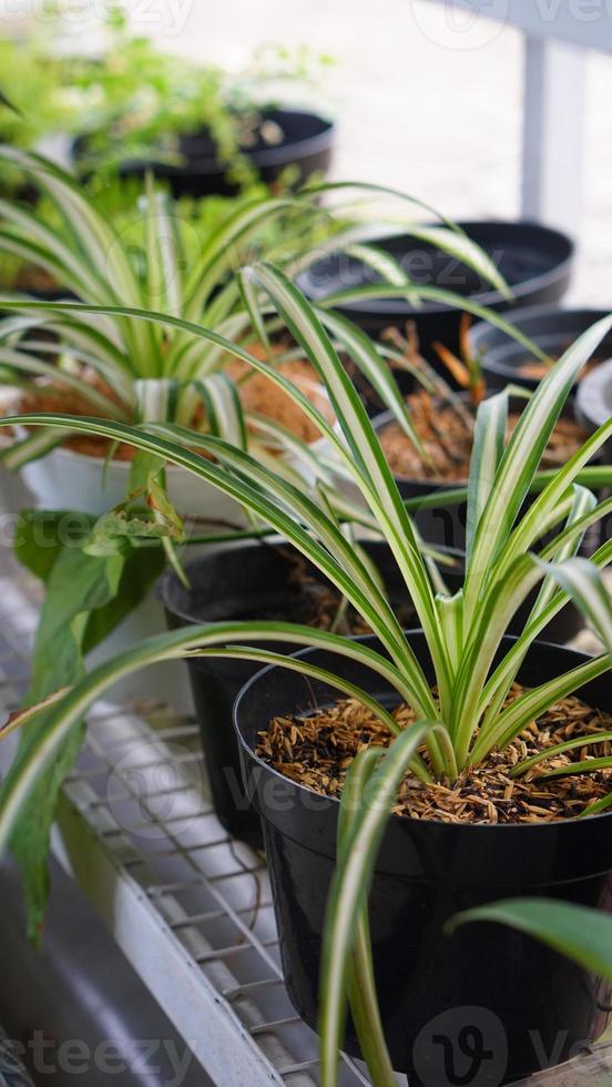 Various potted plants arranged in greenhouse. Plant lovers concept photo