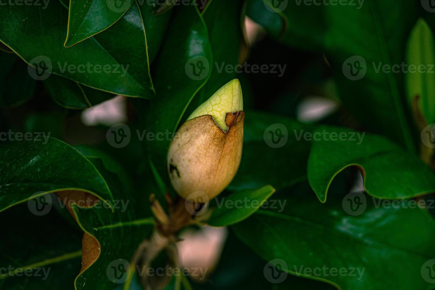 white magnolia against the backdrop of green leaves on a tree on a warm rainy day photo