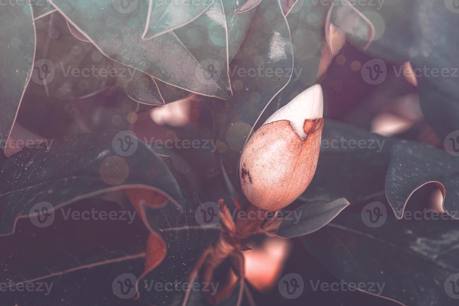 white magnolia against the backdrop of green leaves on a tree on a warm rainy day photo