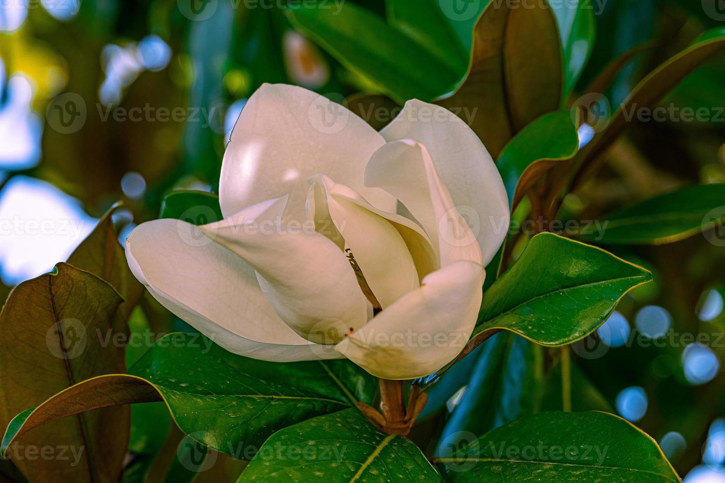 white magnolia against the backdrop of green leaves on a tree on a warm rainy day photo