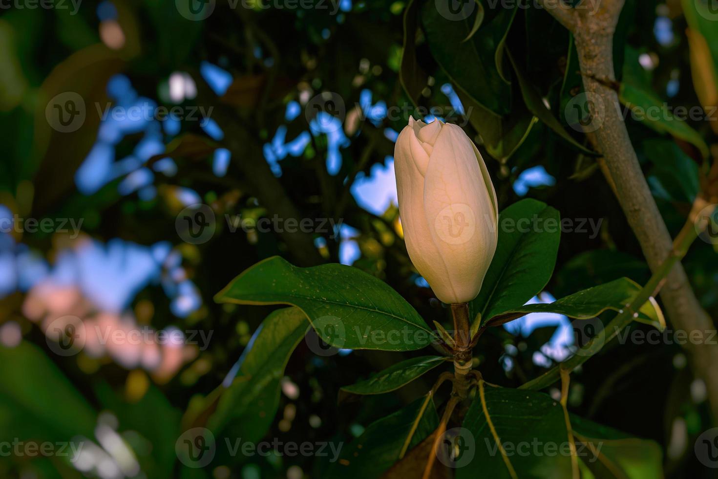 white magnolia against the backdrop of green leaves on a tree on a warm rainy day photo