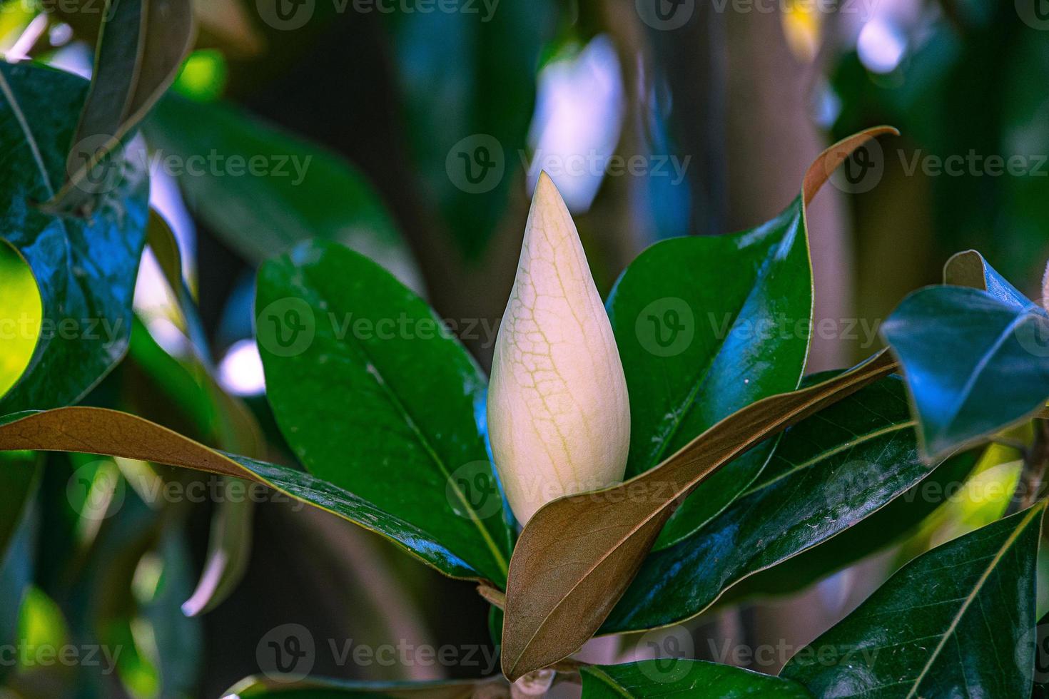white magnolia against the backdrop of green leaves on a tree on a warm rainy day photo
