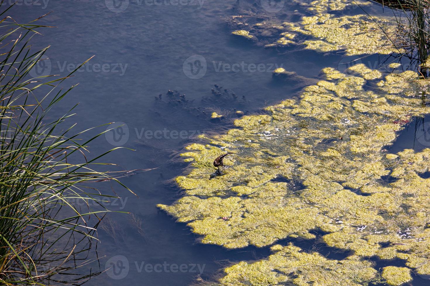 landscape background of the Ebro river in Spain with birds on a summer day photo
