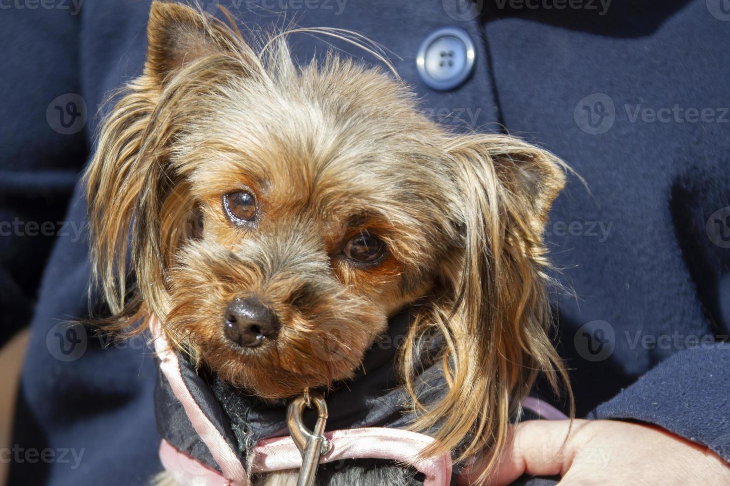 gracioso Yorkshire terrier en su brazos. el bozal de un pequeño perro. foto