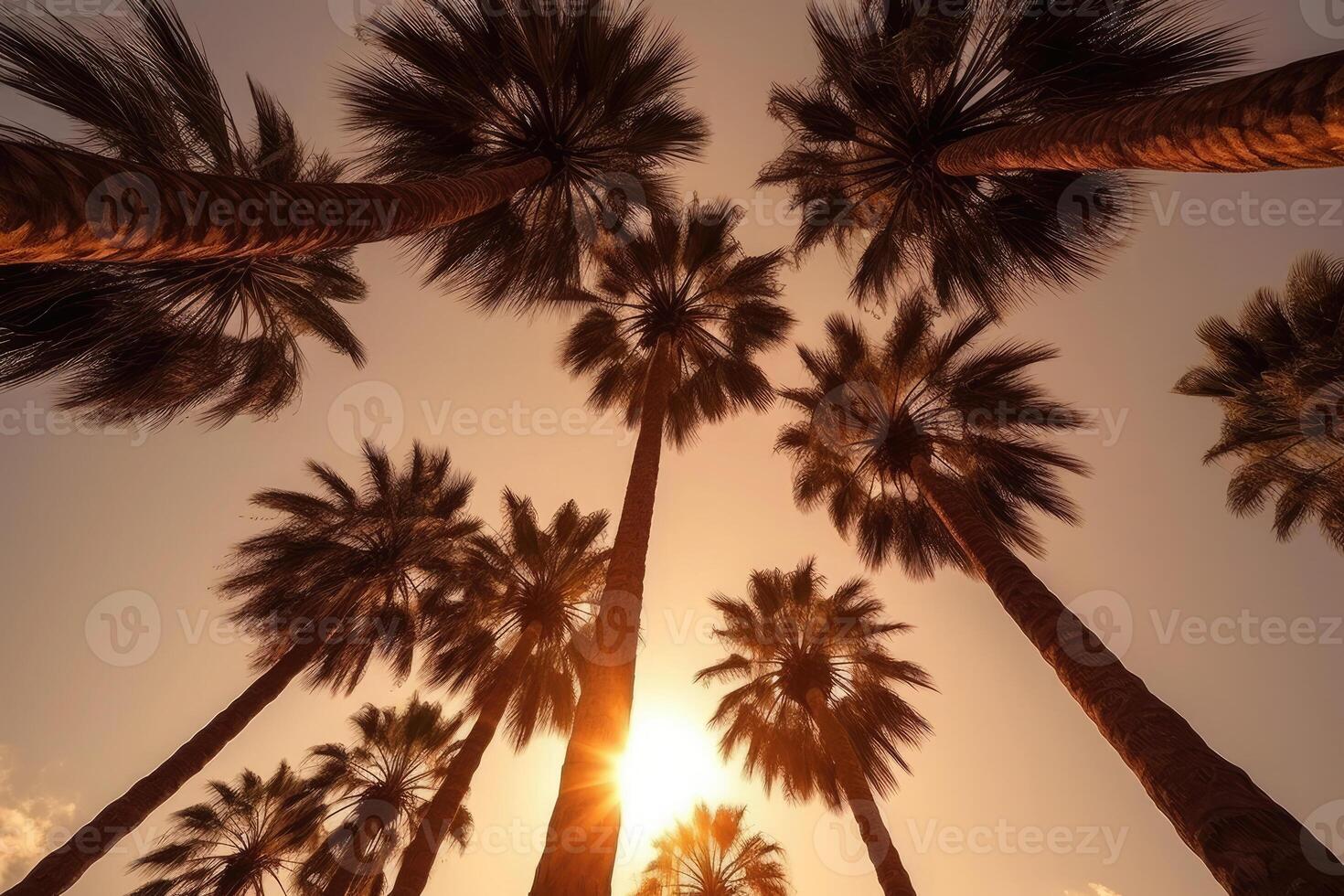 Palm tree silhouettes against sunset sky. photo