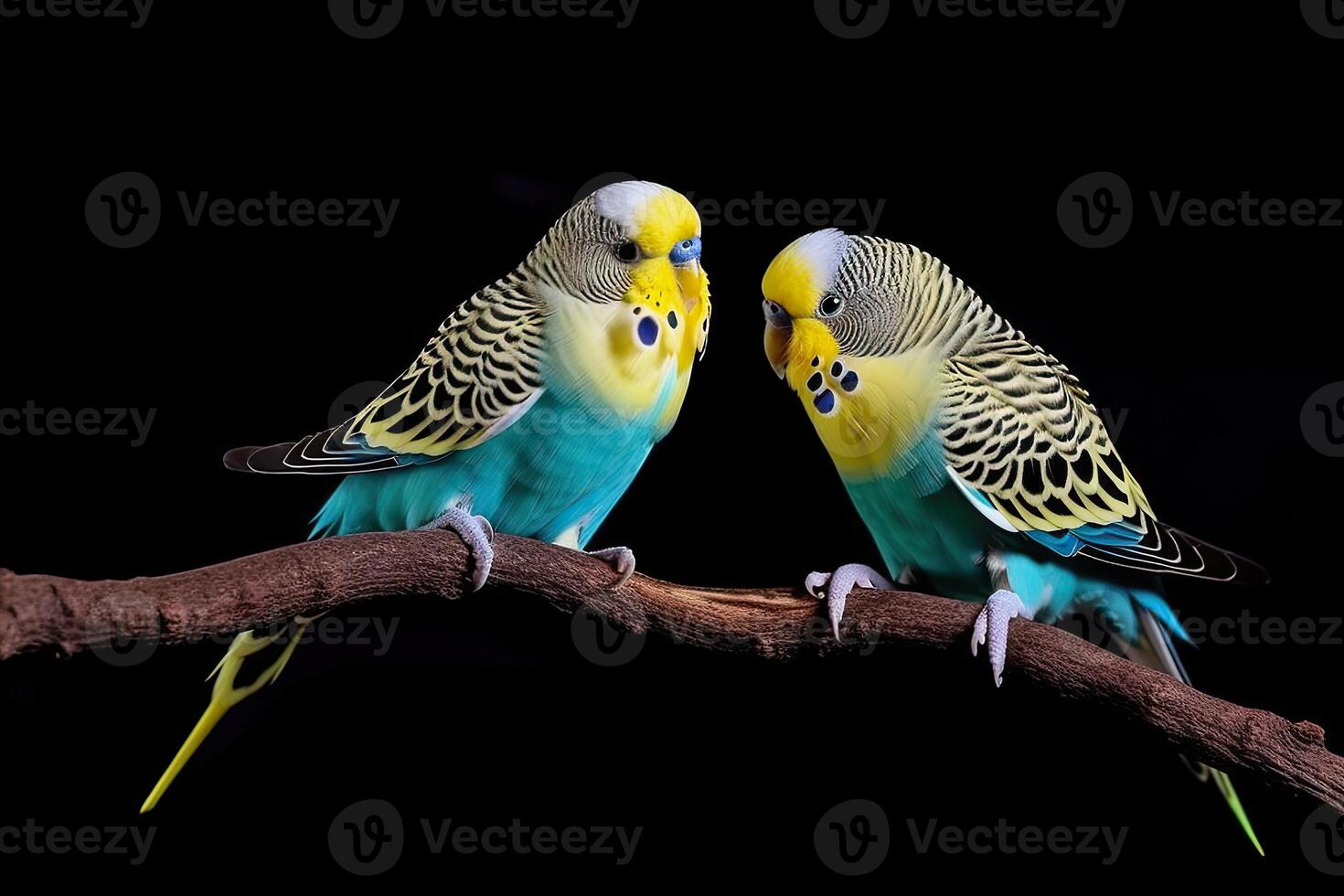 illustration of a budgie pair photo