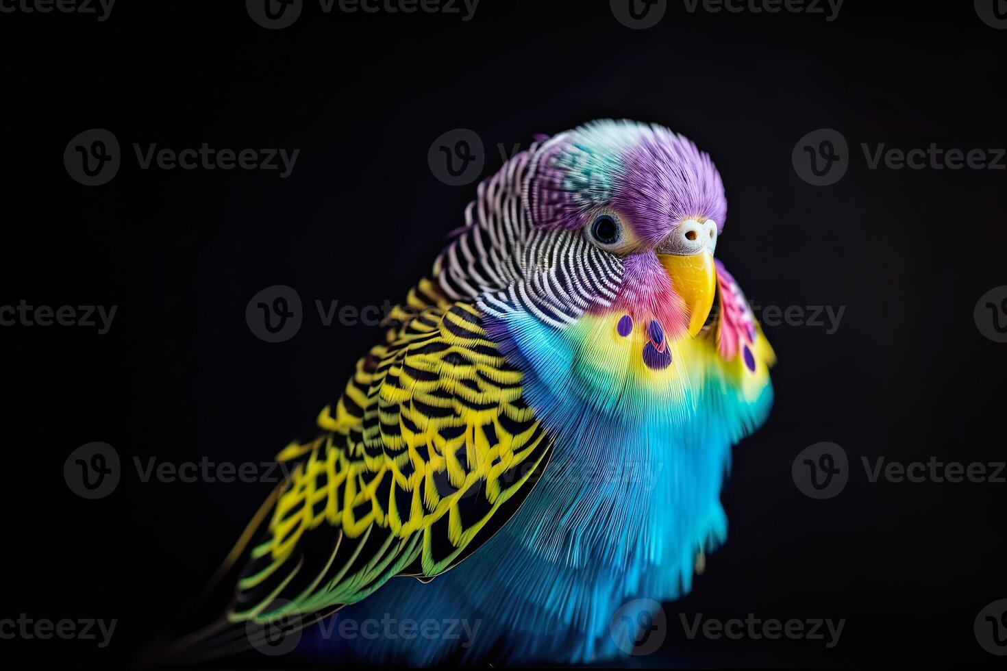illustration of a budgie portrait photo