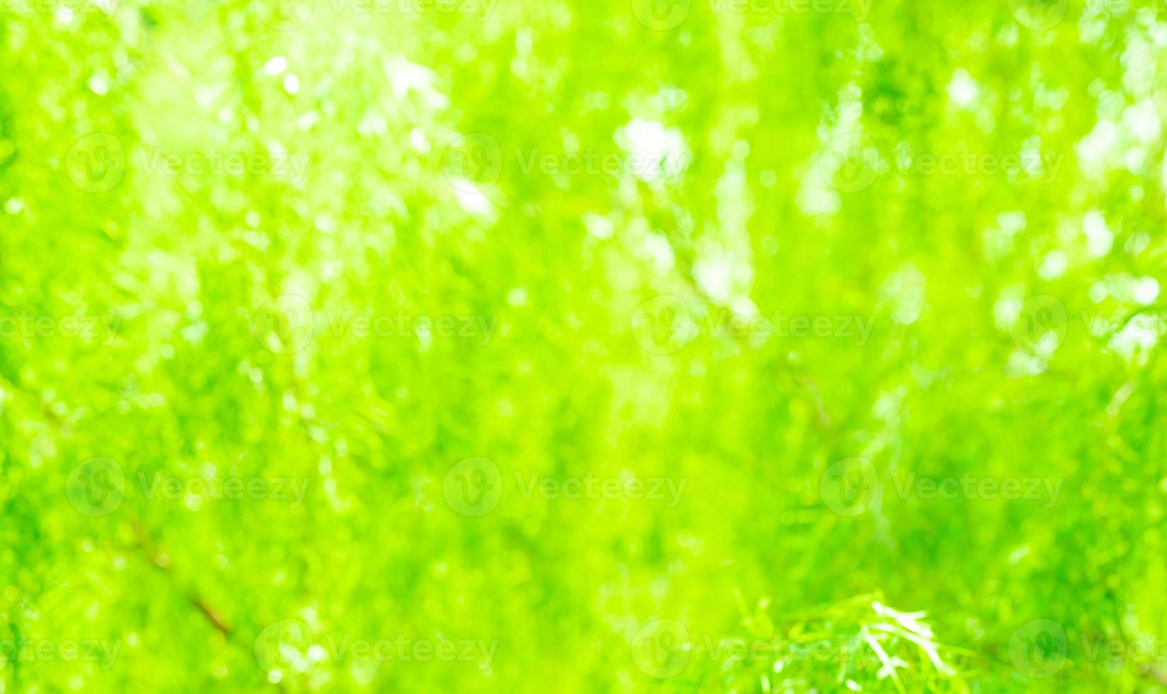 Blurred green background of plant. Green leaves of plant in garden abstract background. World environment day background. Beauty in nature. Light green plant background for clean and green environment photo