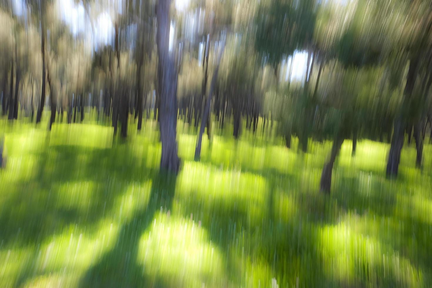 Abstract motion blur forest in a sunny day photo