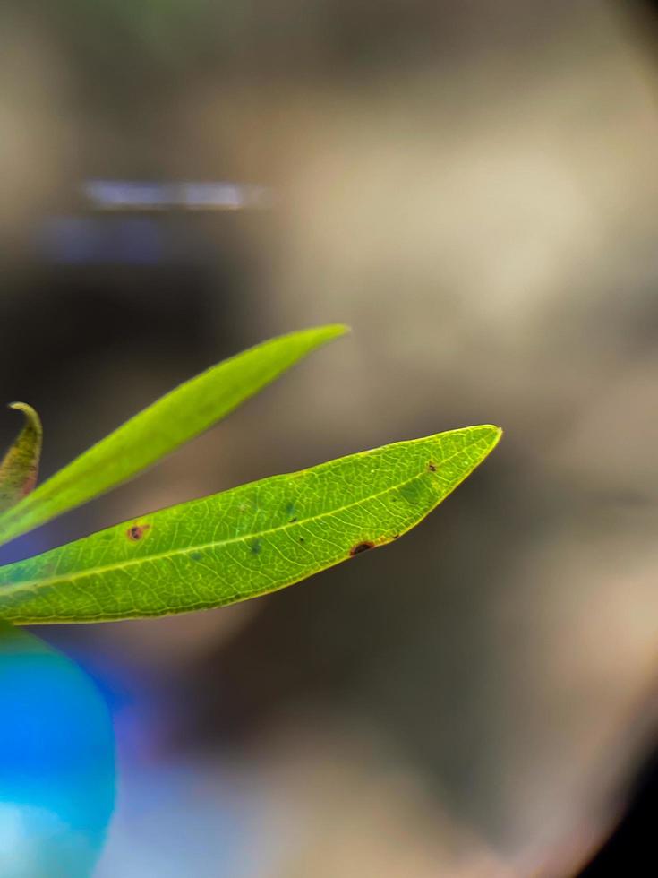 Beautiful green leaf photo for background