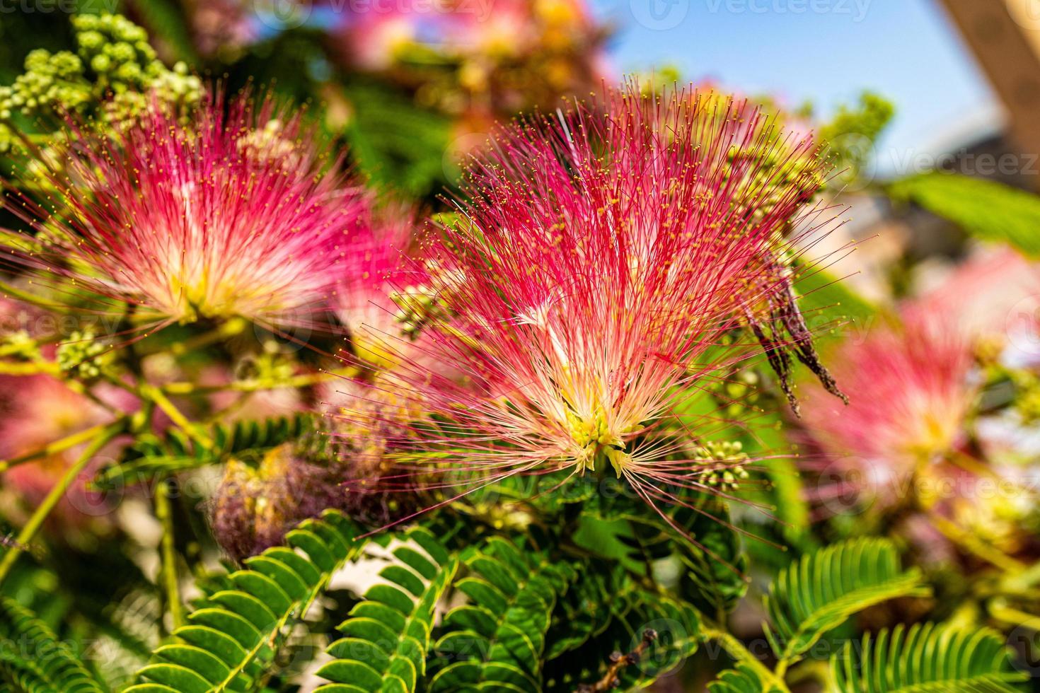 delicate Albizia Julibrissin tree on a warm sunny summer day in close-up photo