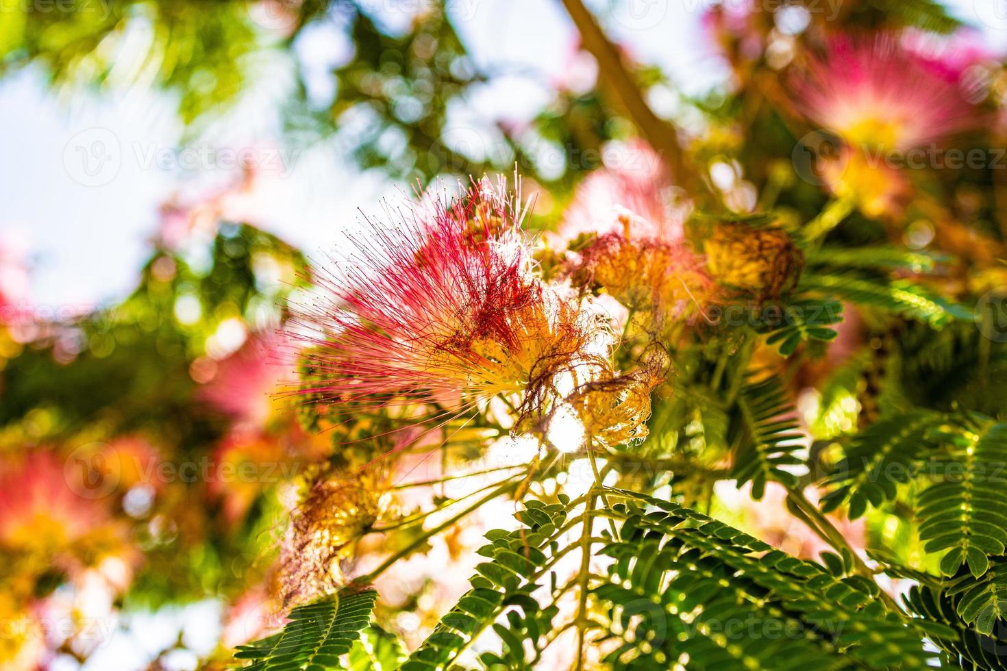 delicate Albizia Julibrissin tree on a warm sunny summer day in close-up photo