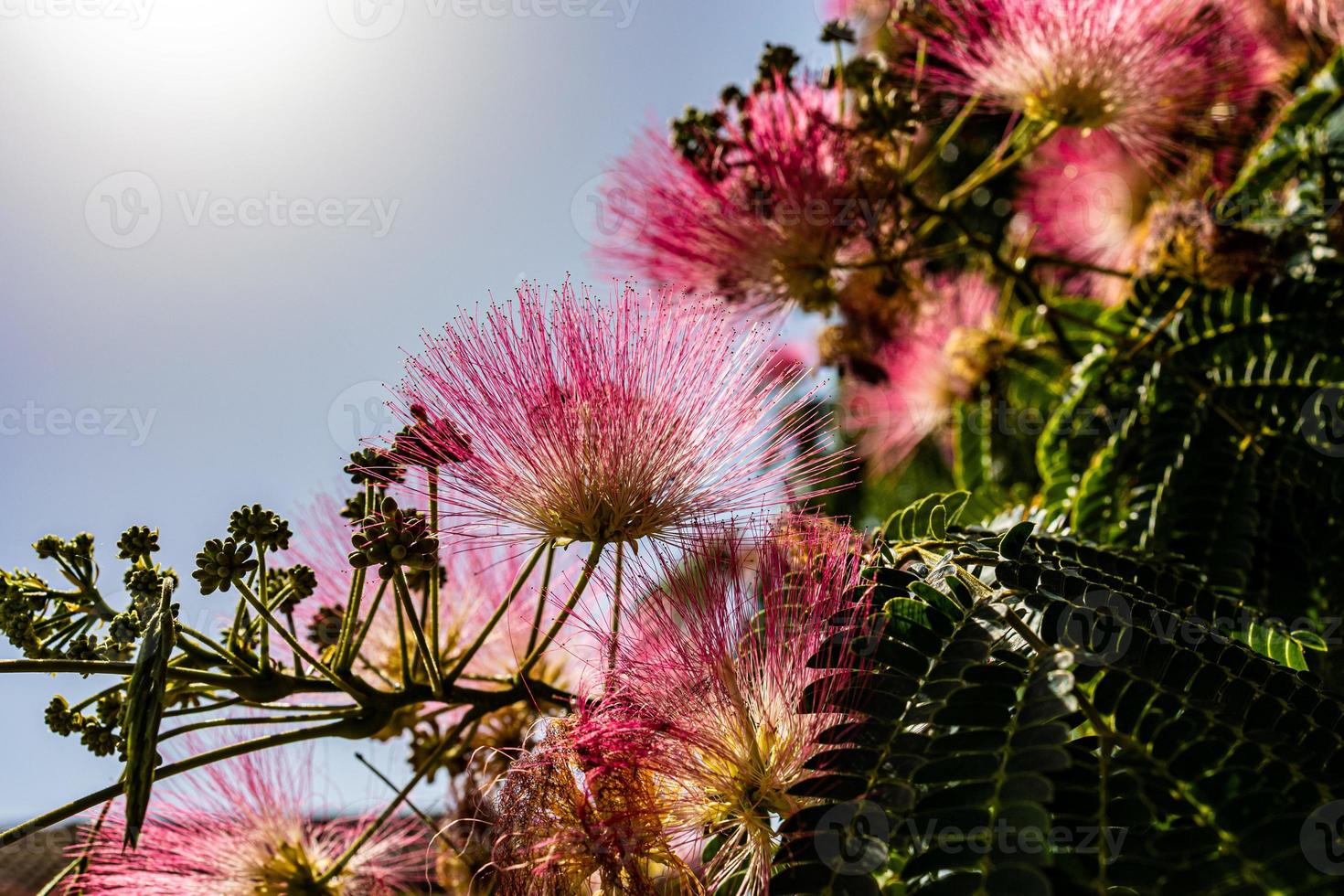 delicate Albizia Julibrissin tree on a warm sunny summer day in close-up photo