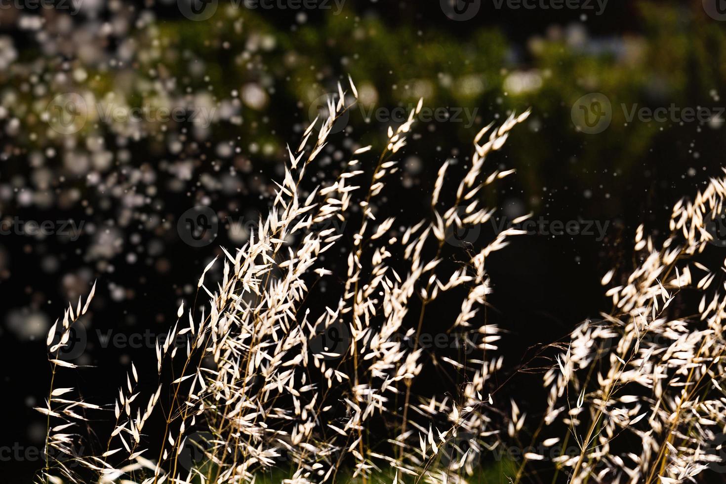summer grass in the warm afternoon sun close-up photo