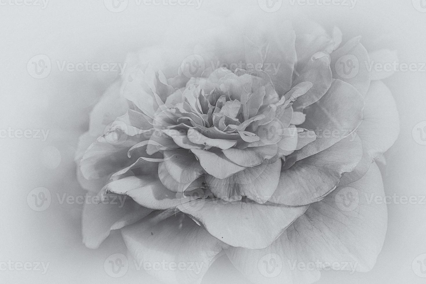 delicate rose flower close-up in the garden in the sunshine photo