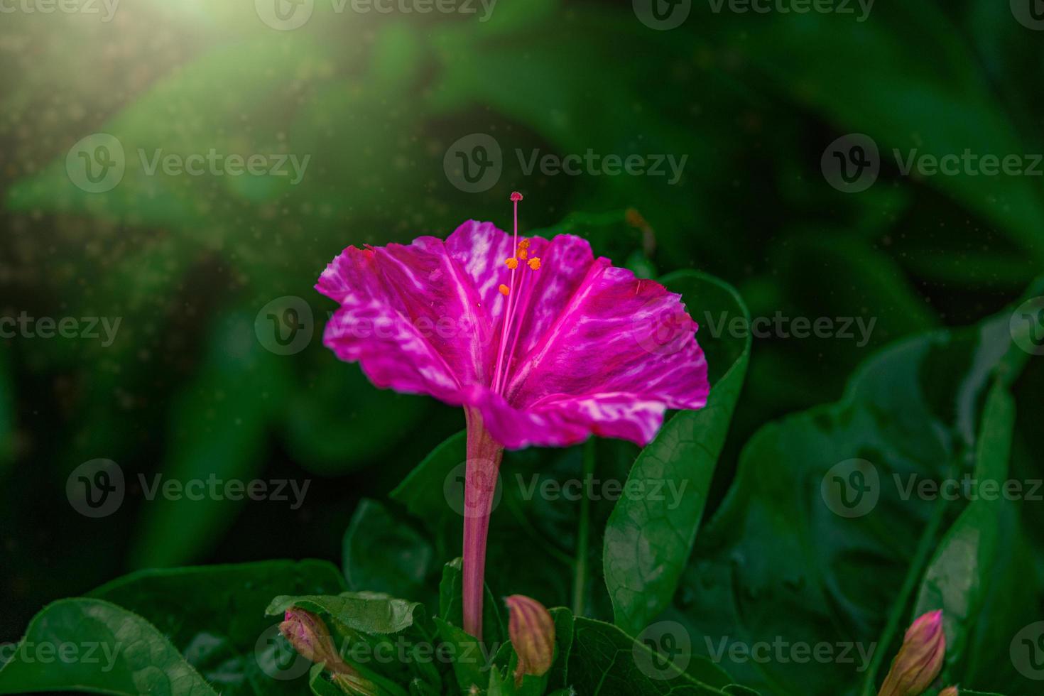 orange flower on a background of green leaves in the garden photo