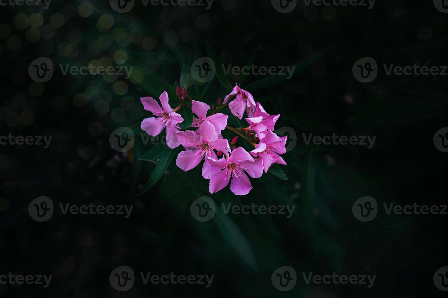 pink flower on a green background of the bush on a warm summer day photo