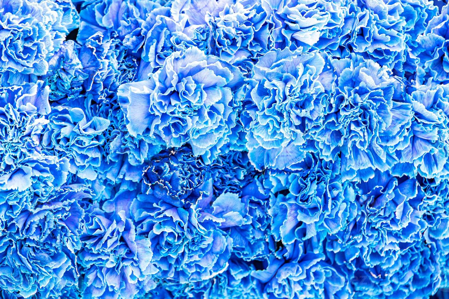 natural blue background with flowers close-up photo