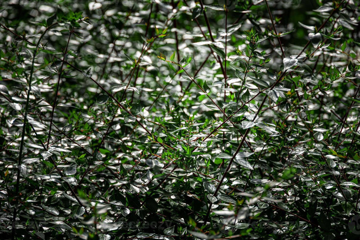 green bush in the sun creating an interesting summer abstract background photo