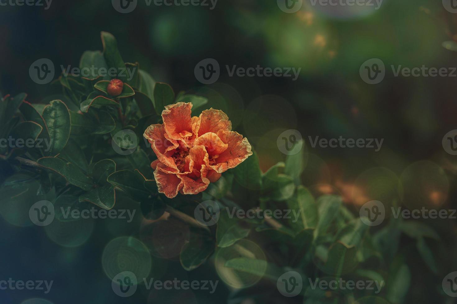 orange flower in a spring tree against a background of green leaves photo