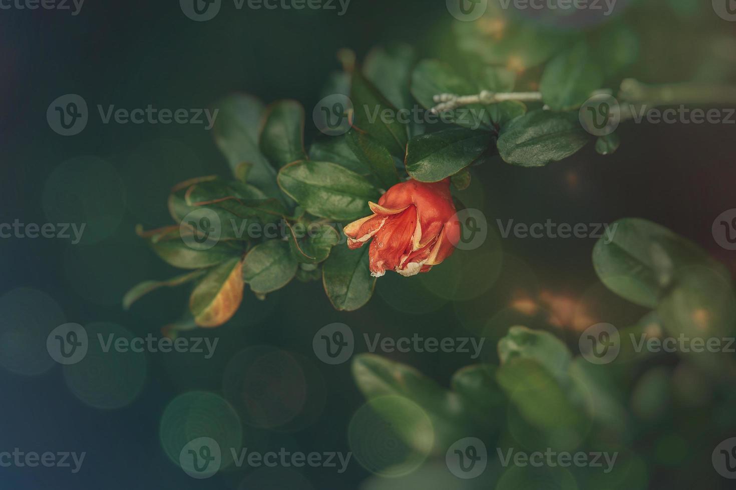 orange flower in a spring tree against a background of green leaves photo
