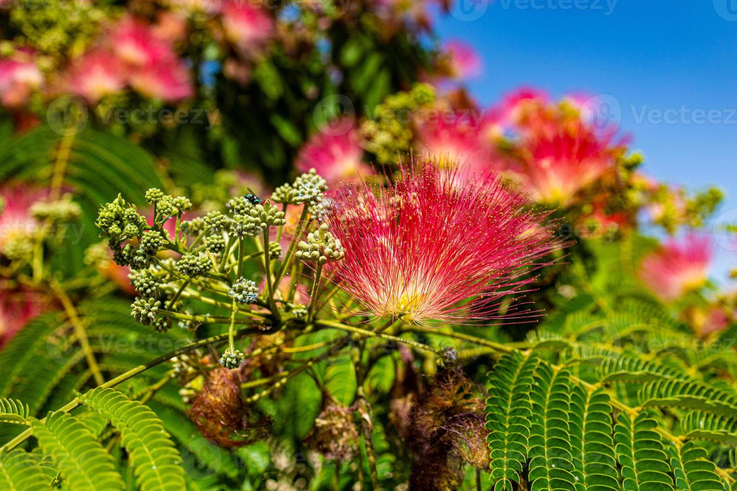 delicate Albizia Julibrissin tree on a warm sunny summer day in close-up photo