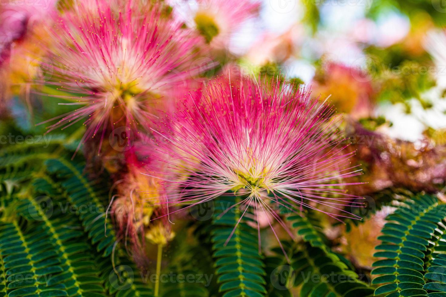 delicate Albizia Julibrissin tree on a warm sunny summer day in close-up photo