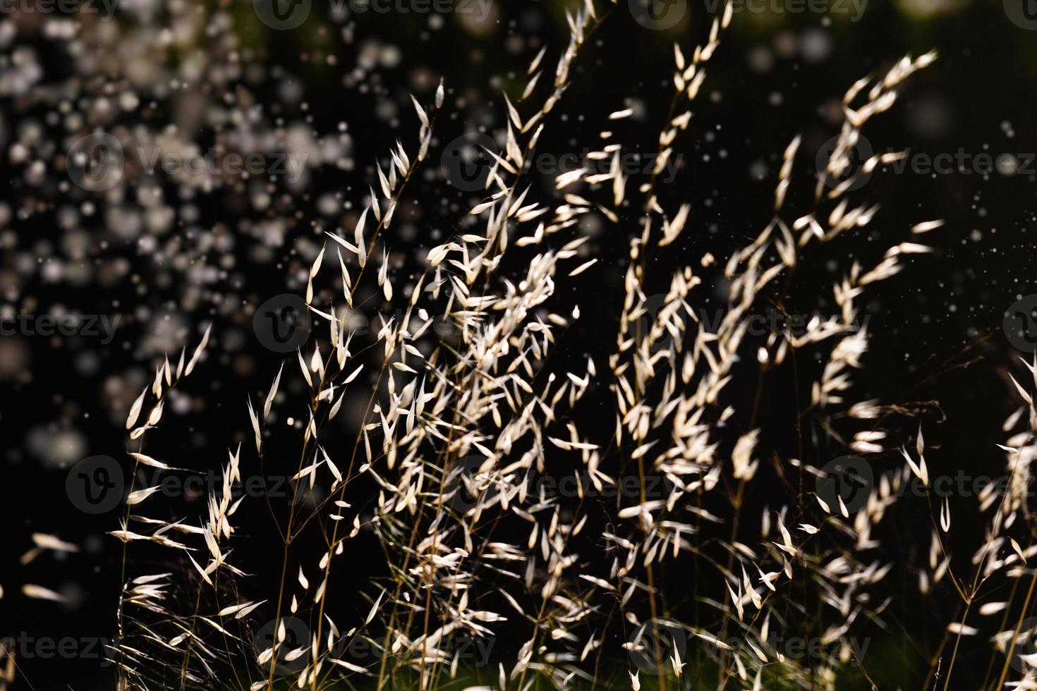 summer grass in the warm afternoon sun close-up photo