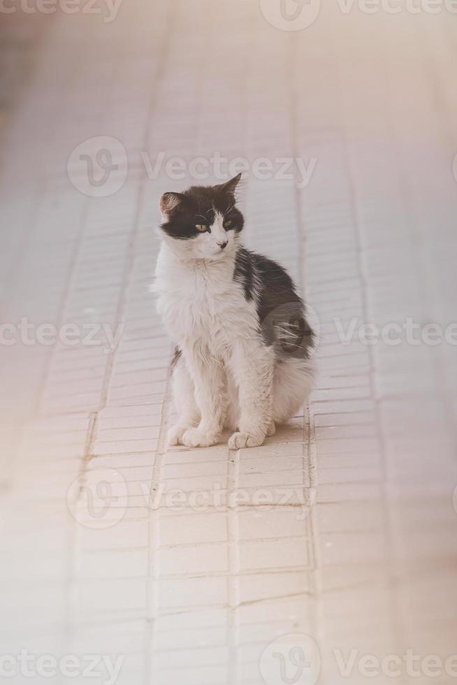 Vagabundo negro y blanco gato sentado en el gris pavimento foto