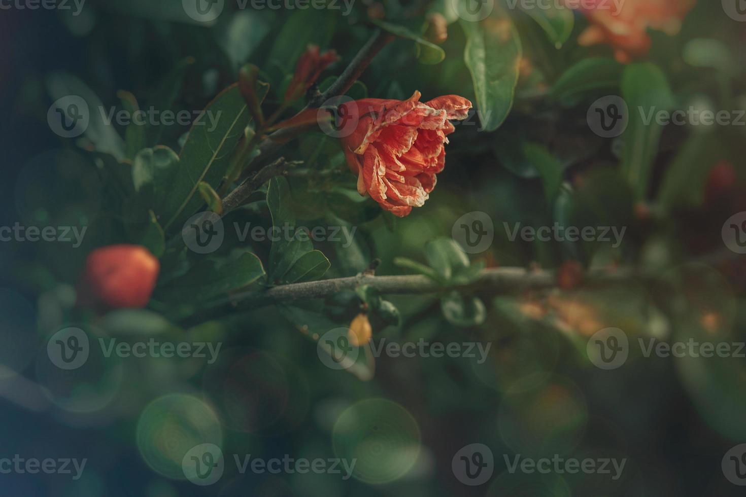 orange flower in a spring tree against a background of green leaves photo