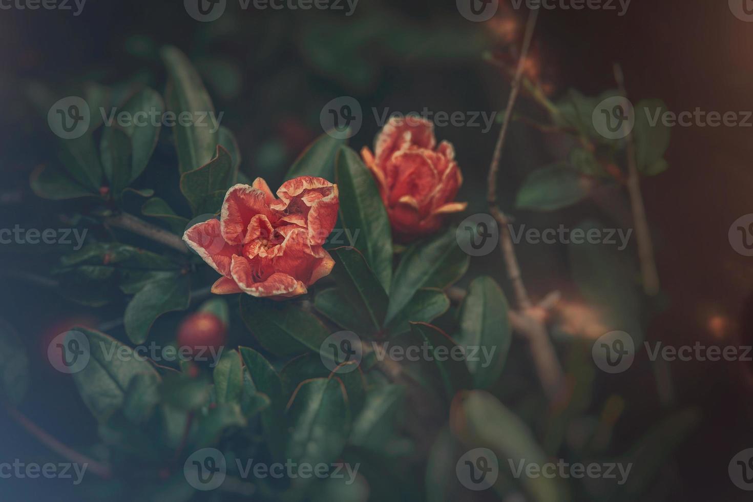orange flower in a spring tree against a background of green leaves photo