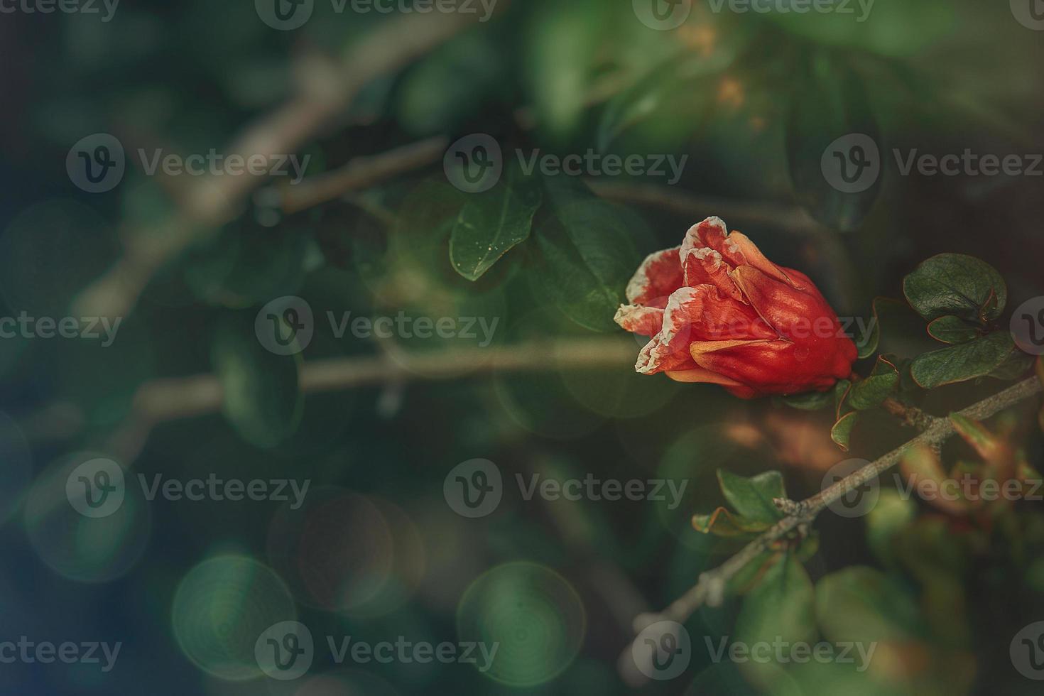 orange flower in a spring tree against a background of green leaves photo