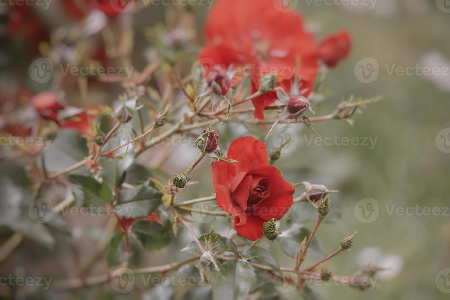 red rose against the backdrop of green leaves on a shrub in the garden in summer day photo