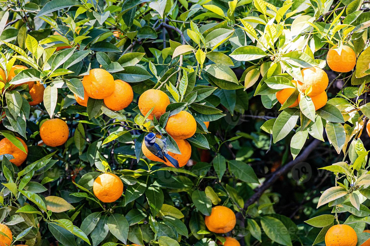 manaryn árbol con naranja frutas en contra el antecedentes de hierba hojas con un azul teta pájaro foto